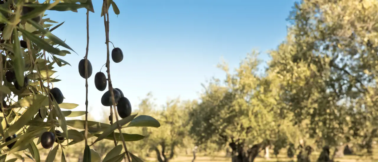 Dai grani antichi all’olio d’oliva: la trasmissione Linea verde fa tappa in Calabria\n