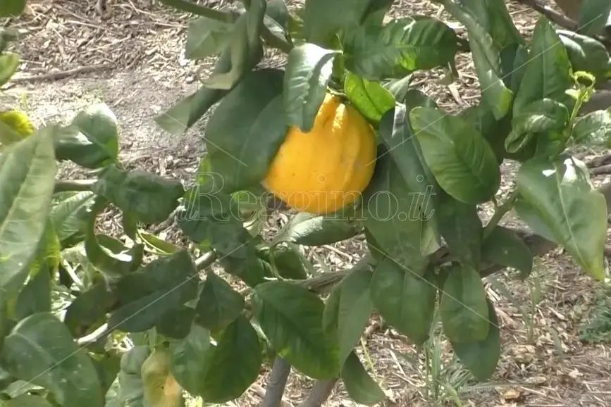 Bergamotto,\u00A0Imbalzan: «Marchio Dop unica via per garantire l'eccellenza reggina»\n