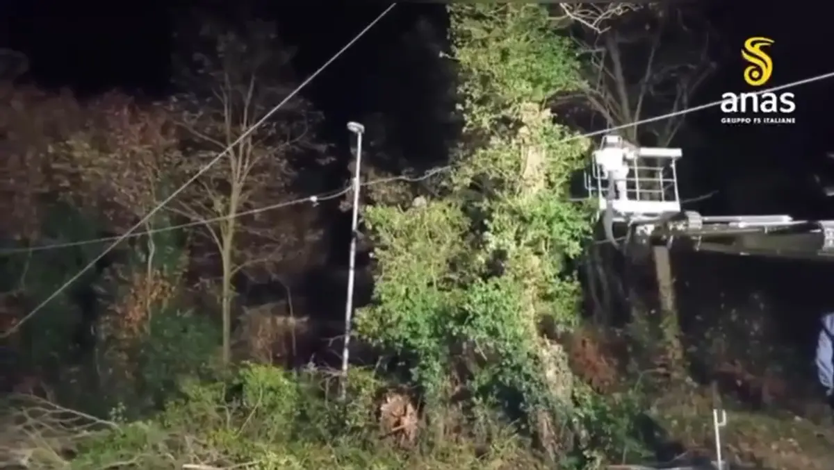 Alberi pericolanti sulla Trasversale delle Serre, intervento di Anas a Chiaravalle: deviato il traffico veicolare\u00A0\n