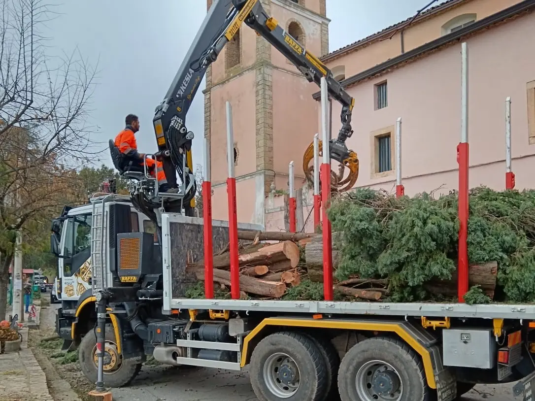 Abbattuti due cipressi secolari dietro la chiesa di Arcavacata: esplode la protesta dei cittadini