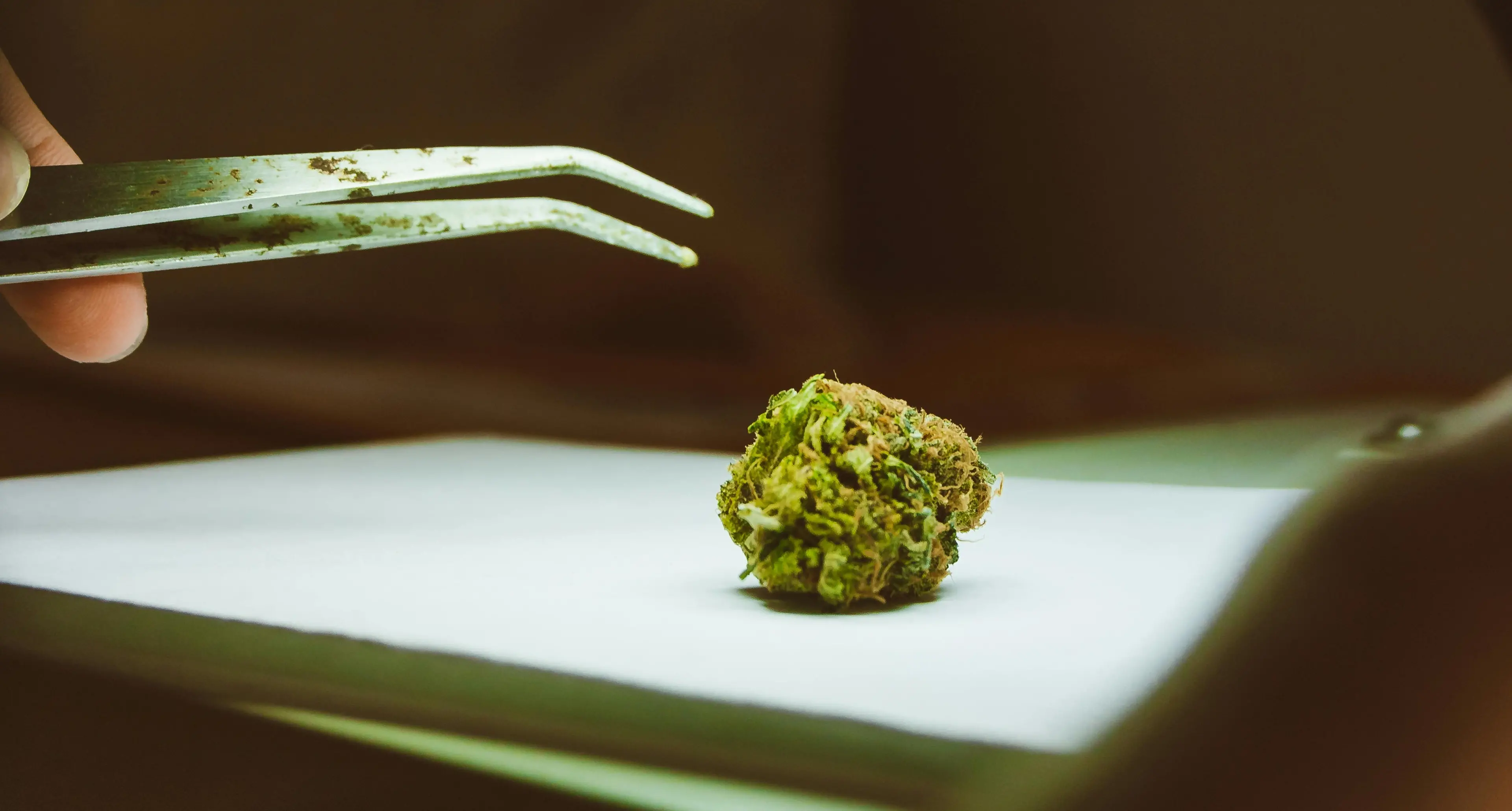 «Effetti imprevedibili e pericolosi dal consumo di cannabis light»: l’allarme sul sito del Governo\n