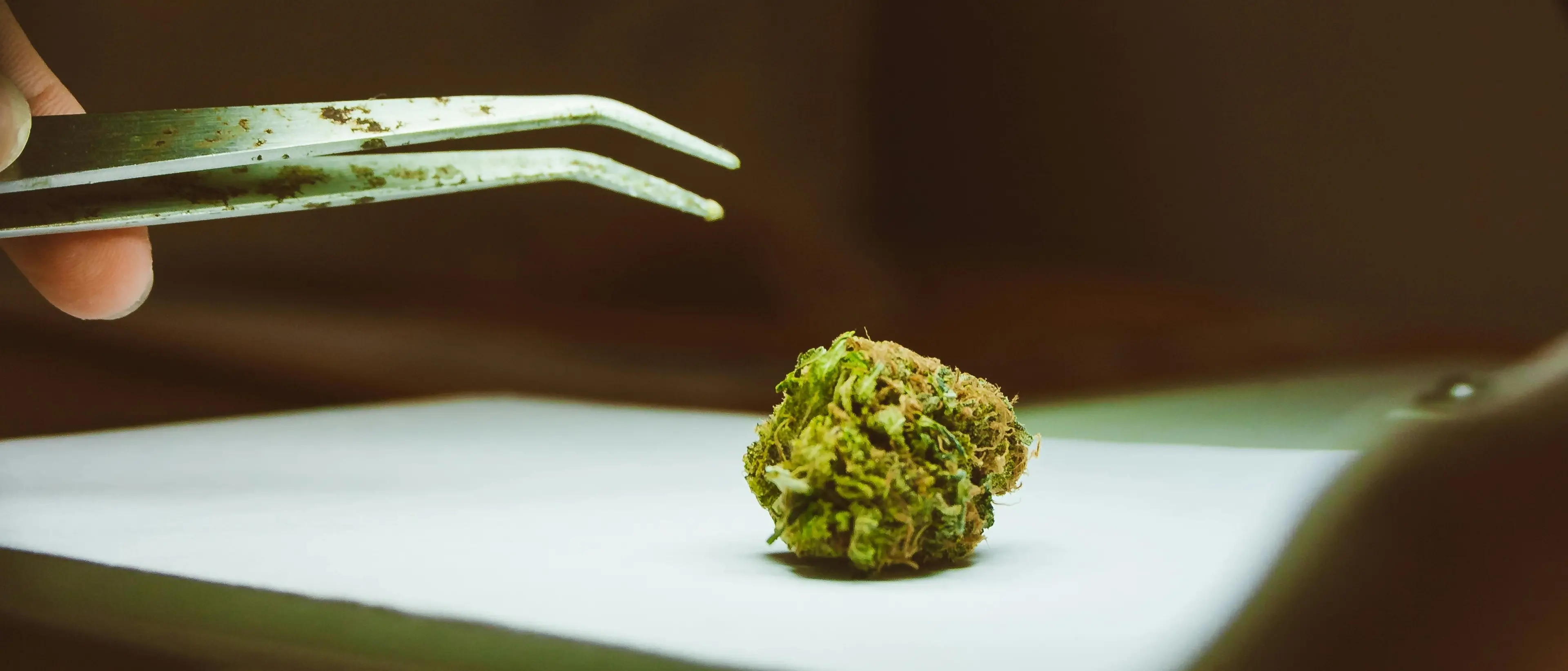 «Effetti imprevedibili e pericolosi dal consumo di cannabis light»: l’allarme sul sito del Governo\n