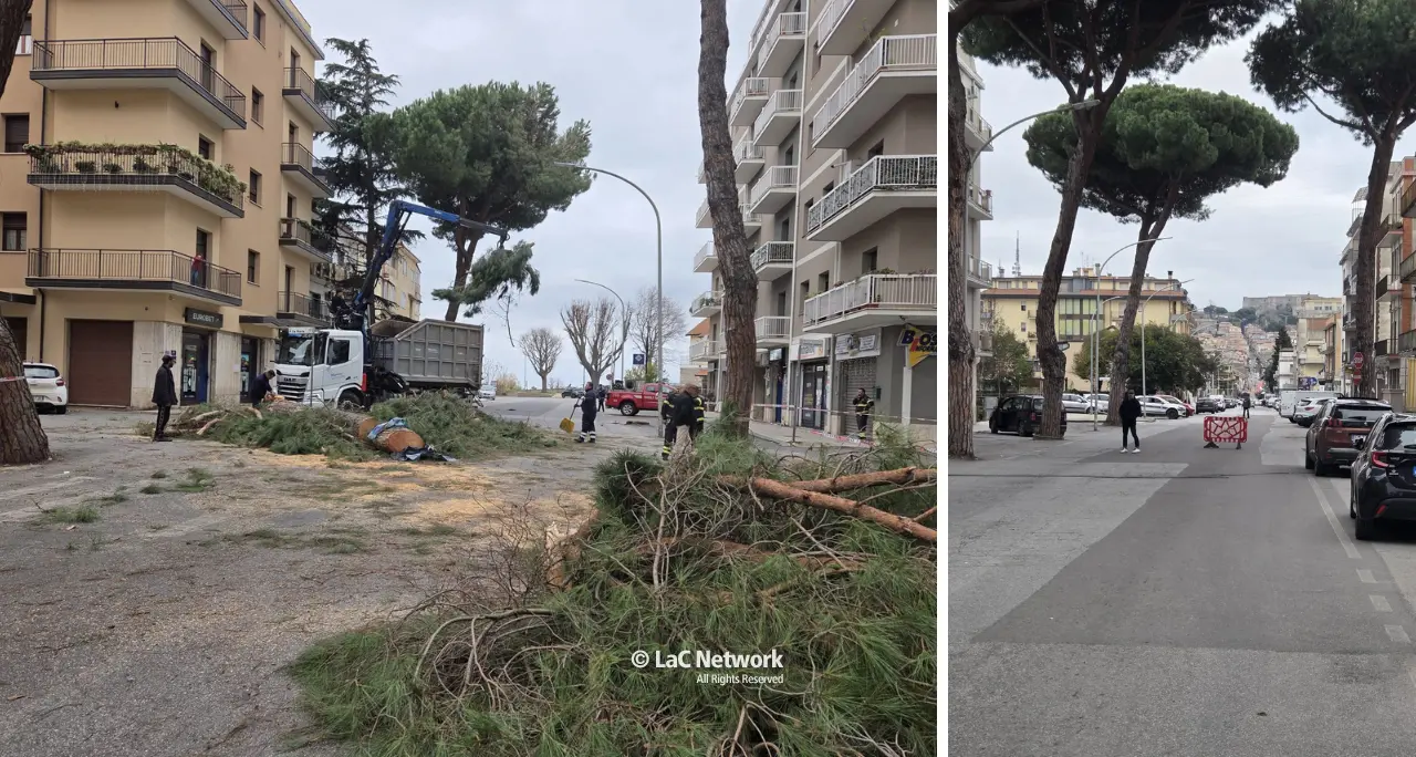 Vibo, altri alberi pericolanti in viale Affaccio: domani strada chiusa per gli interventi di rimozione