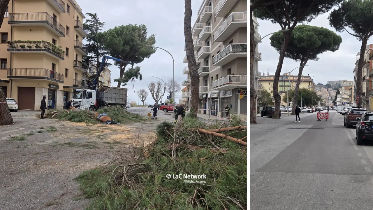 Vibo, altri alberi pericolanti in viale Affaccio: domani strada chiusa per gli interventi di rimozione