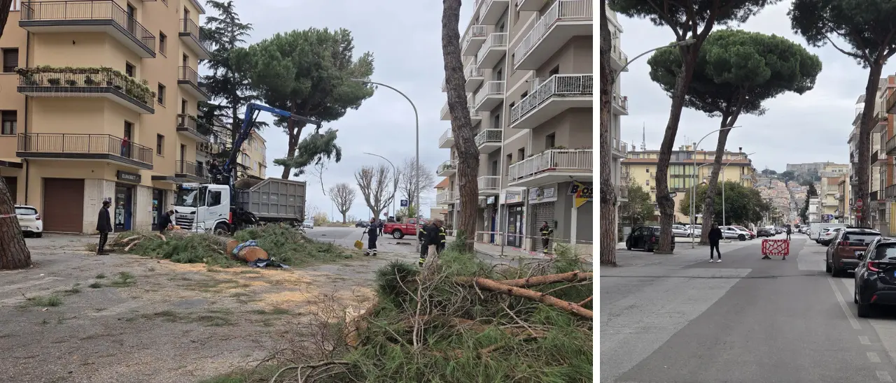 Vibo, altri alberi pericolanti in viale Affaccio: domani strada chiusa per gli interventi di rimozione