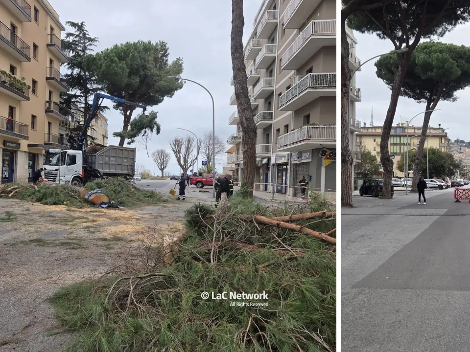 Vibo, altri alberi pericolanti in viale Affaccio: domani strada chiusa per gli interventi di rimozione