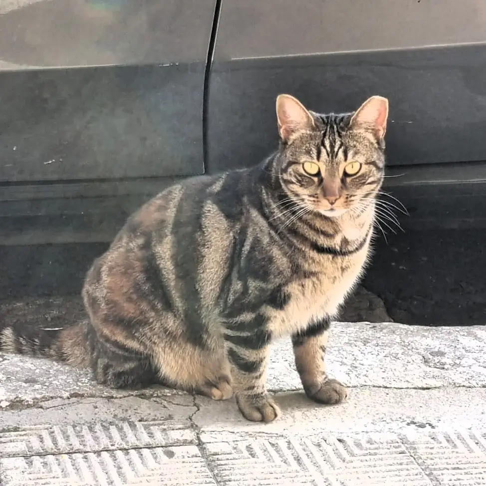Campagna di sterilizzazione e microchippatura gatti, Merenda: «Garantire il benessere degli animali e favorire una gestione\u00A0delle colonie feline del territorio»\n