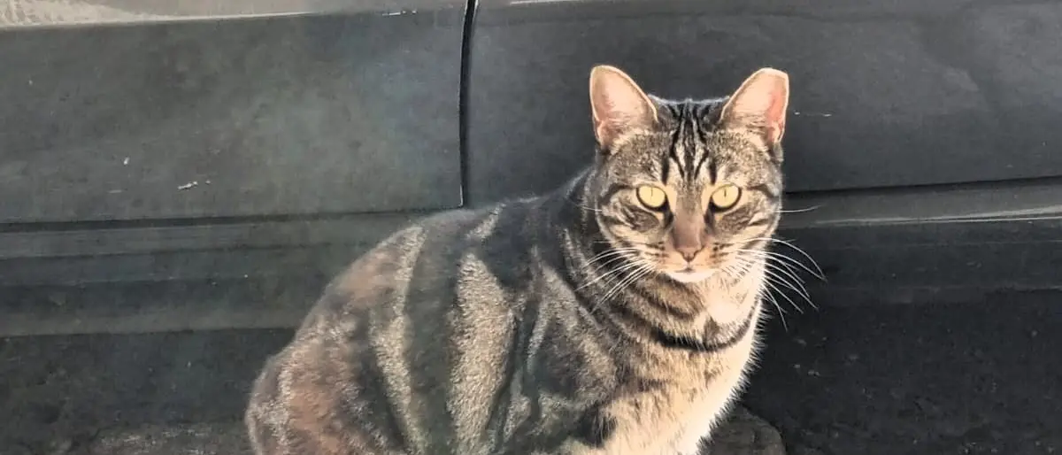 Campagna di sterilizzazione e microchippatura gatti, Merenda: «Garantire il benessere degli animali e favorire una gestione\u00A0delle colonie feline del territorio»\n