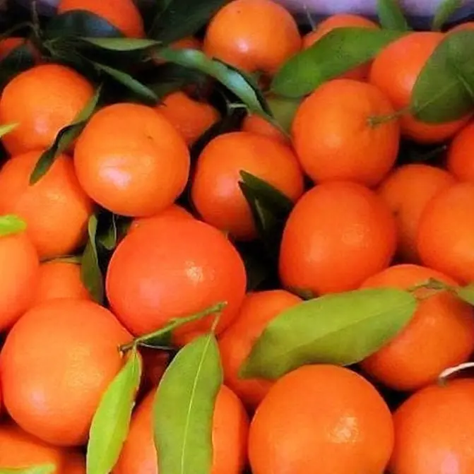 Agrumi del reggino, Coldiretti Reggio Calabria: «Avanti con un percorso condiviso di tutela e valorizzazione della filiera»\n