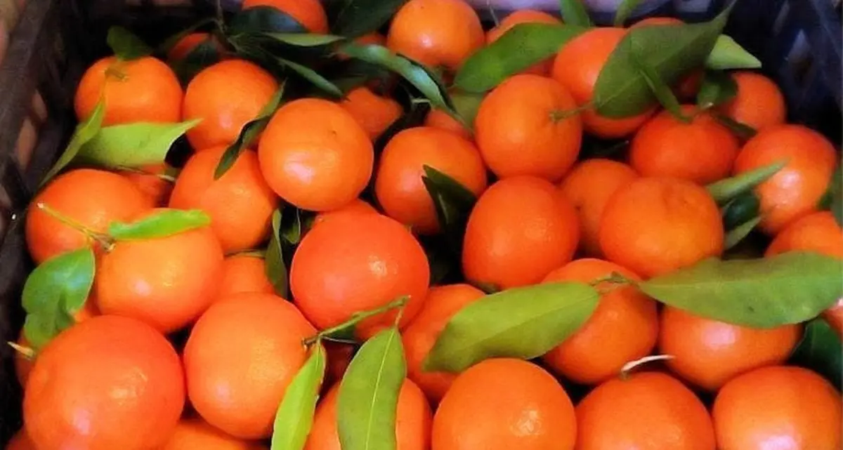 Agrumi del reggino, Coldiretti Reggio Calabria: «Avanti con un percorso condiviso di tutela e valorizzazione della filiera»\n