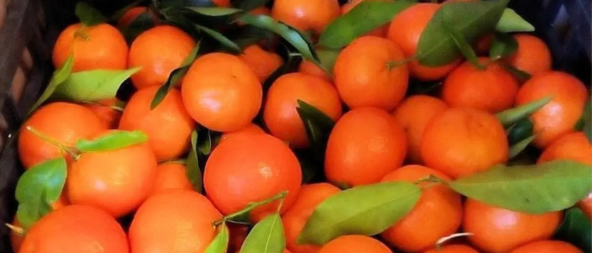 Agrumi del reggino, Coldiretti Reggio Calabria: «Avanti con un percorso condiviso di tutela e valorizzazione della filiera»\n