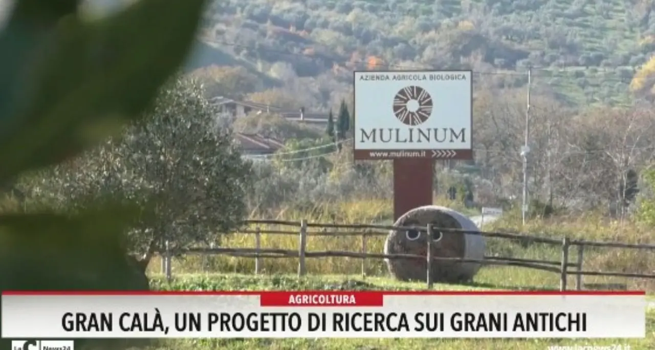 Gran Calà, un progetto di ricerca sui grani antichi