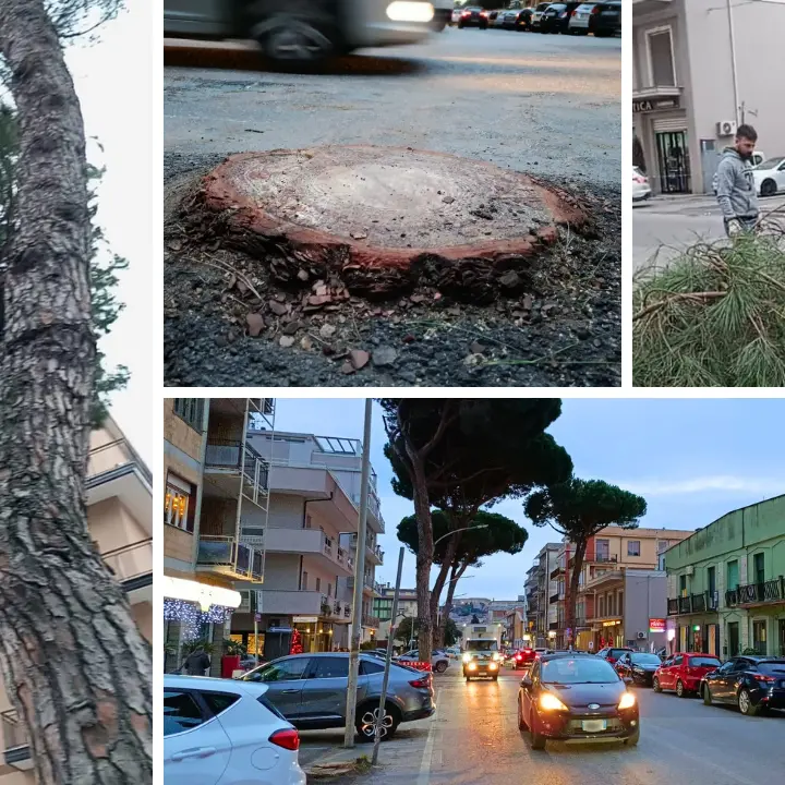 Vibo, viale Affaccio perde altri tre alberi: rischio di cedimento troppo alto, tagliati i mastodontici pini di 70 anni\n