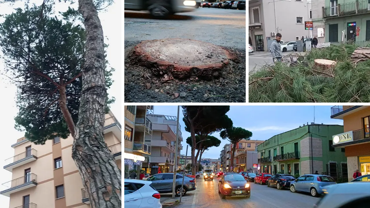 Vibo, viale Affaccio perde altri tre alberi: rischio di cedimento troppo alto, tagliati i mastodontici pini di 70 anni\n