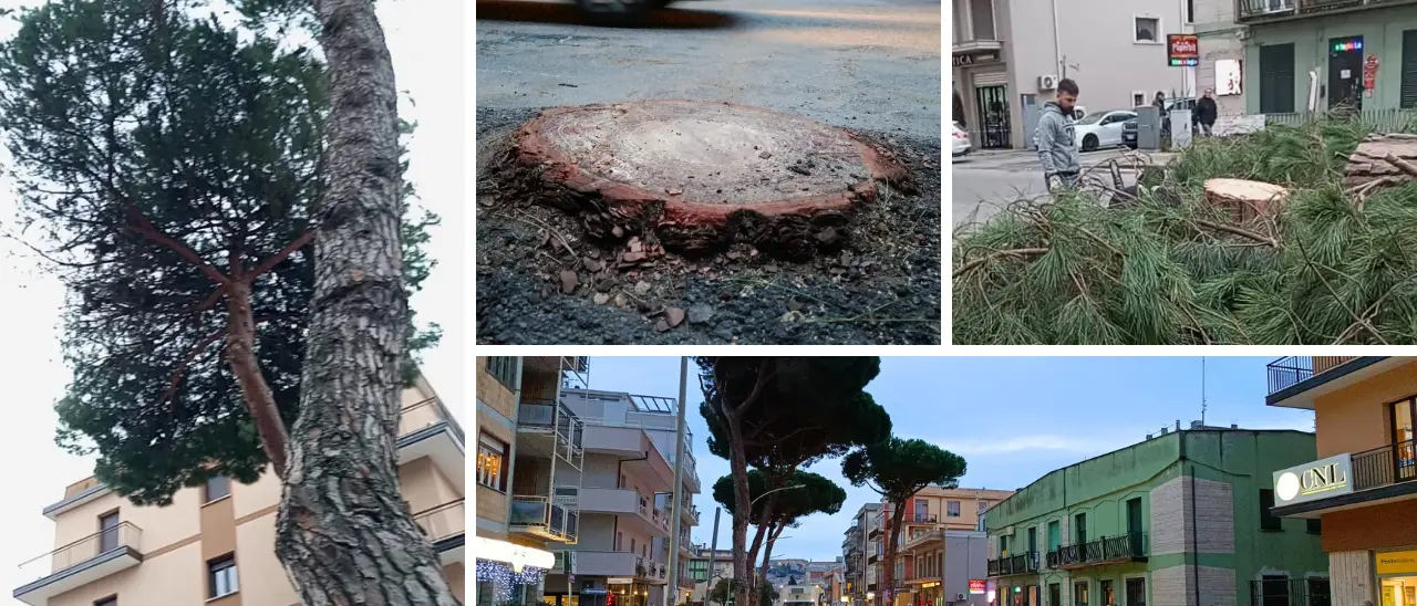 Vibo, viale Affaccio perde altri tre alberi: rischio di cedimento troppo alto, tagliati i mastodontici pini di 70 anni\n