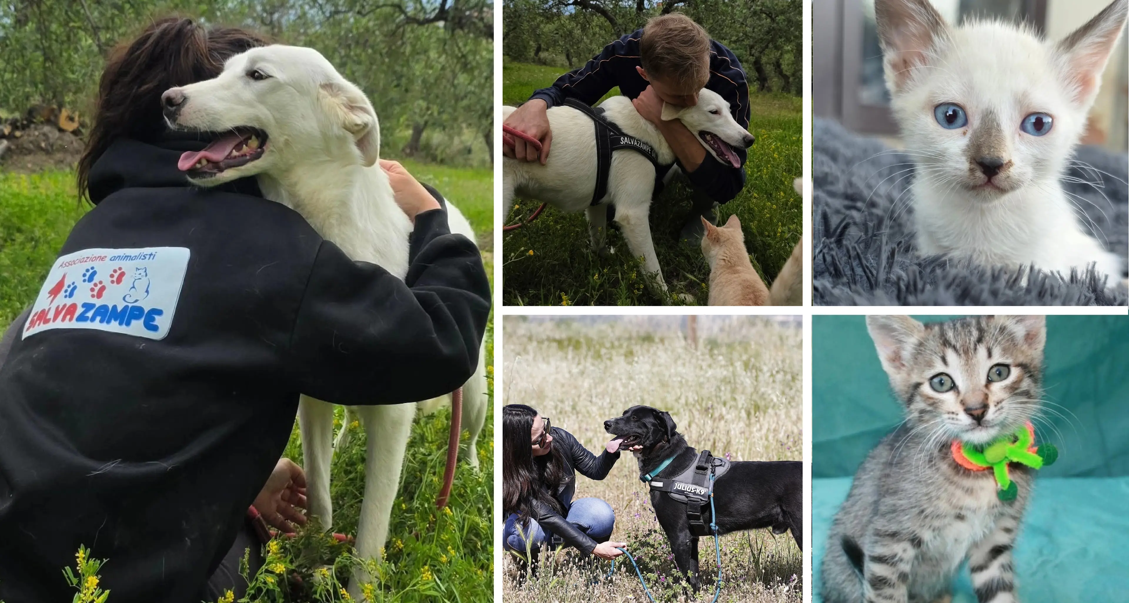 Un cane è vita, non un oggetto. L’impegno di SalvaZampe contro l'abbandono