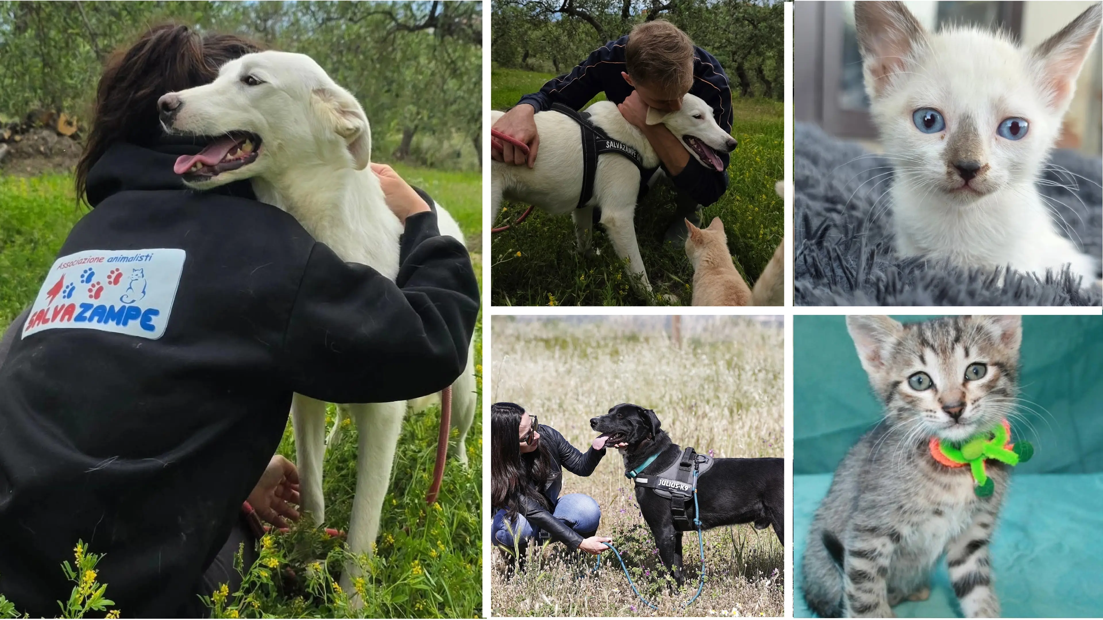 Un cane è vita, non un oggetto. L’impegno di SalvaZampe contro l'abbandono