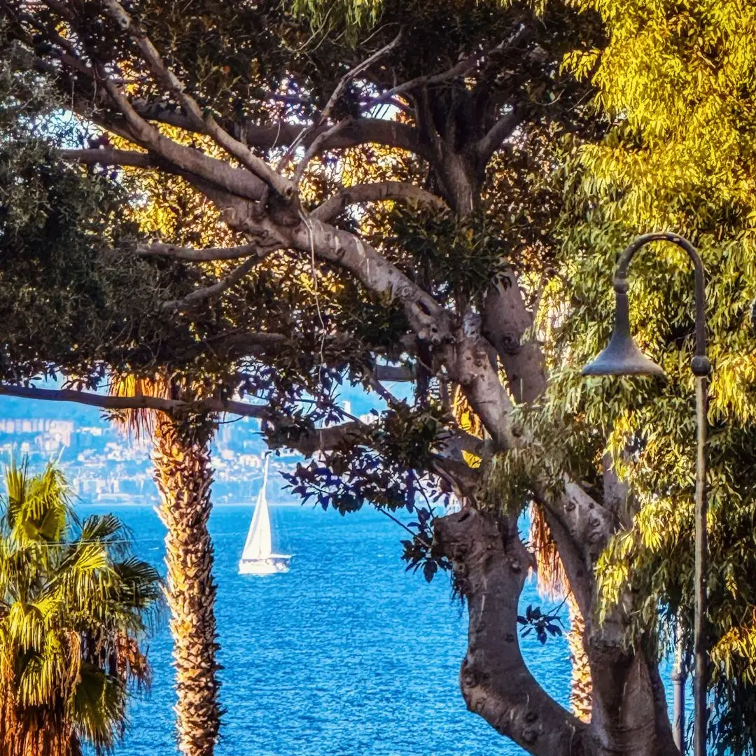 Tra gli alberi, un sogno sullo Stretto\n