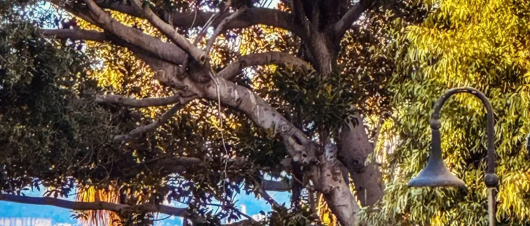 Tra gli alberi, un sogno sullo Stretto\n