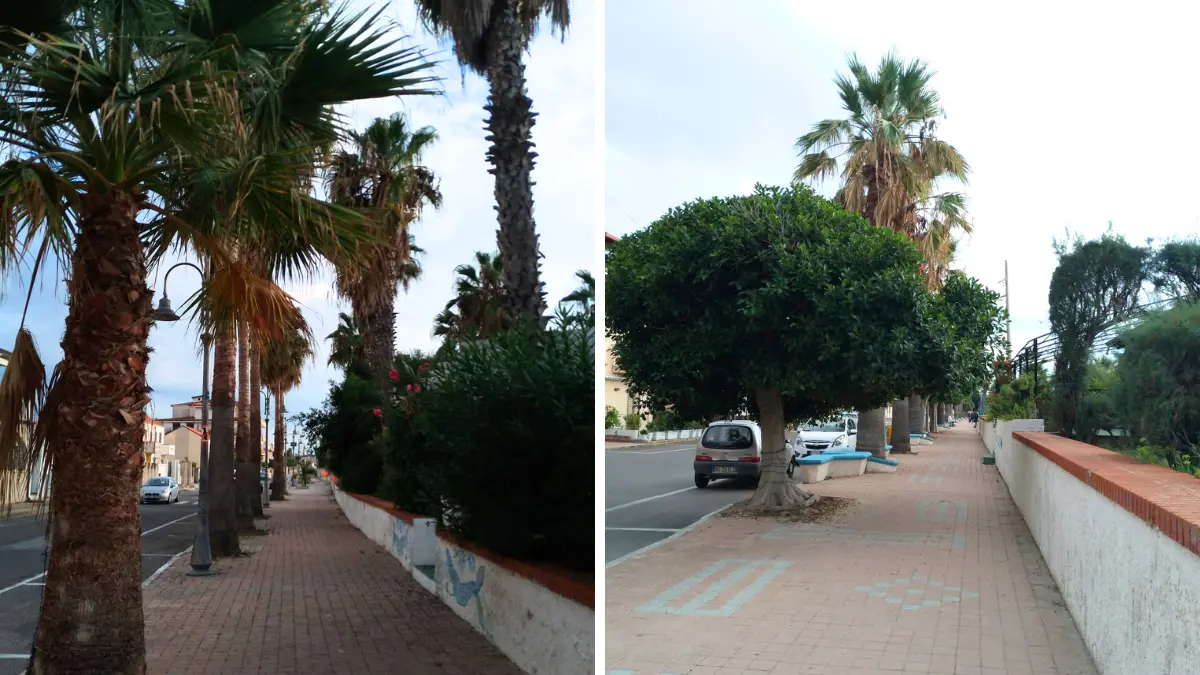Riqualificazione del lungomare di Nicotera, Italia Nostra scrive alla Commissione che giudicherà i progetti: «Salvate gli alberi»