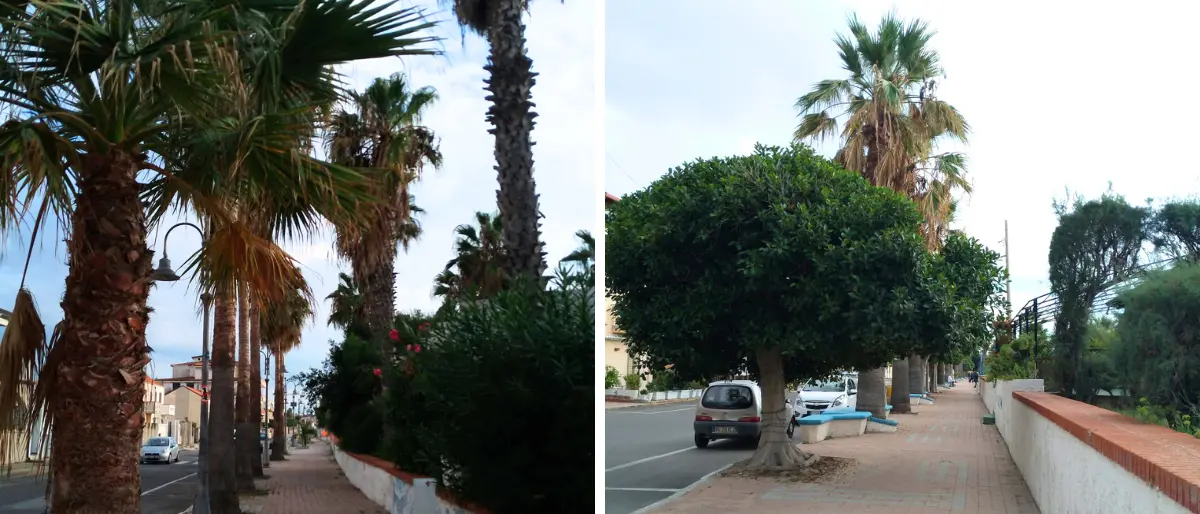 Riqualificazione del lungomare di Nicotera, Italia Nostra scrive alla Commissione che giudicherà i progetti: «Salvate gli alberi»