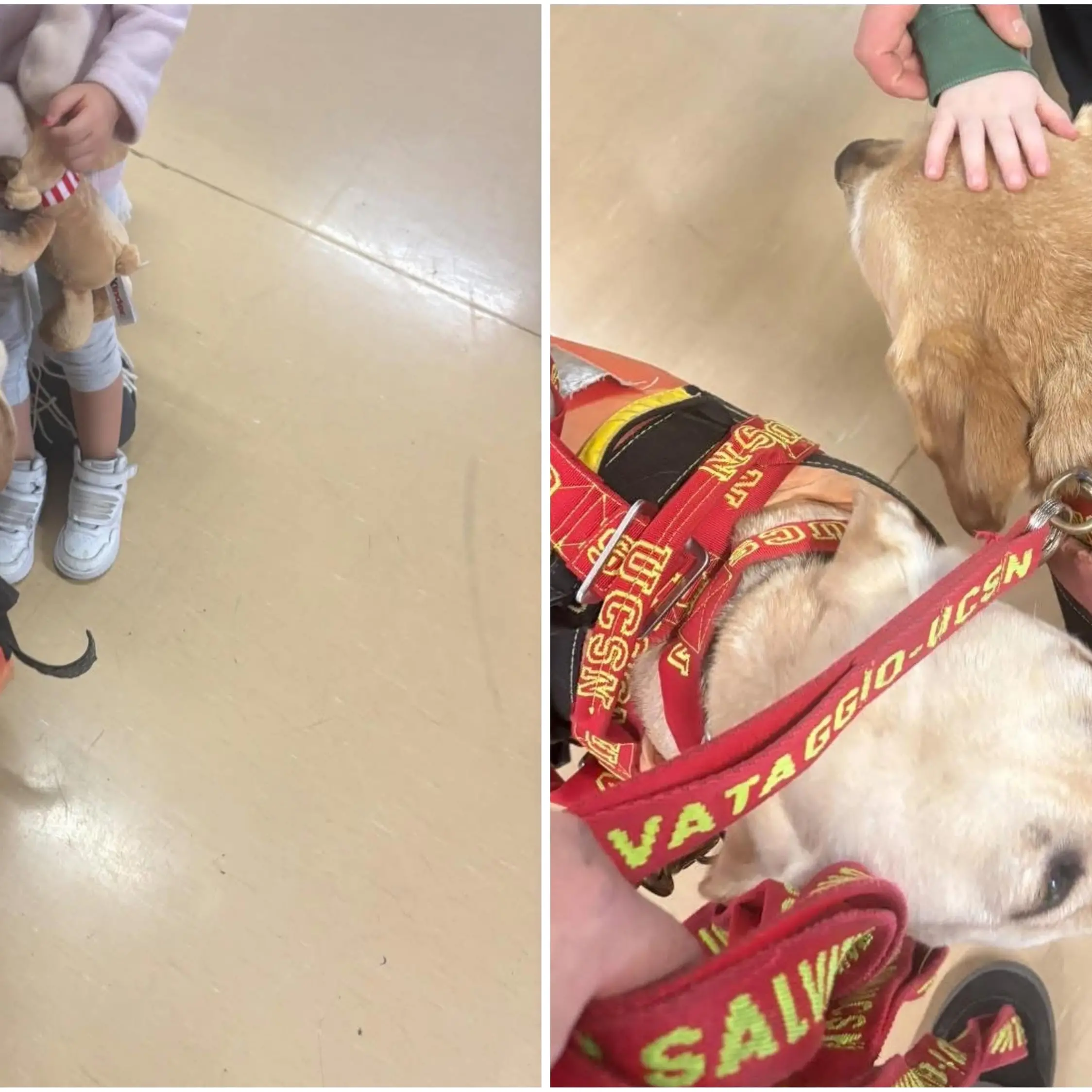 Proseguono le giornate di Pet Therapy all’Ospedale di Lamezia Terme: professionalità, cuore e competenze operative al servizio delle persone\n