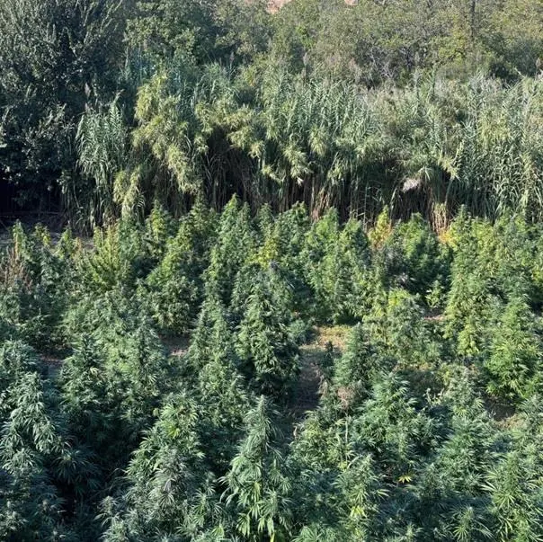 Sequestro di marijuana a Tarsia, scoperta una vasta piantagione nel bosco\u00A0| VIDEO