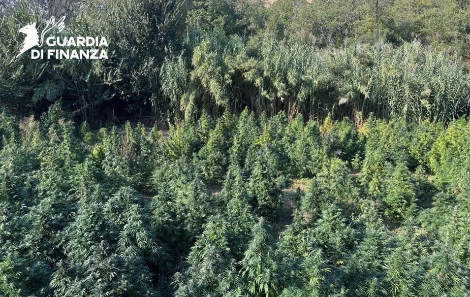 Sequestro di marijuana a Tarsia, scoperta una vasta piantagione nel bosco\u00A0| VIDEO