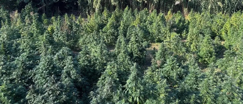 Sequestro di marijuana a Tarsia, scoperta una vasta piantagione nel bosco\u00A0| VIDEO