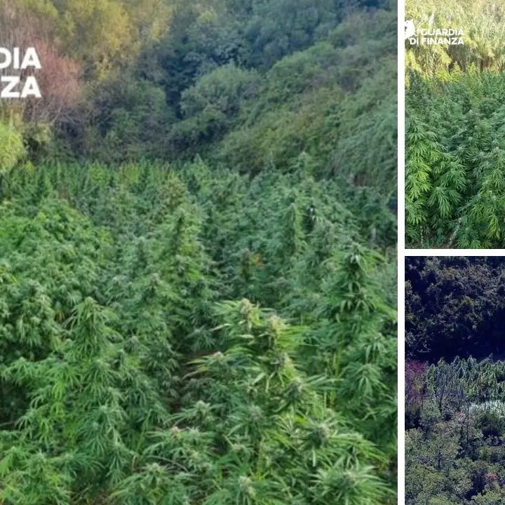 Piantagione di marijuana sequestrata dalla guardia di finanza nel Cosentino\n
