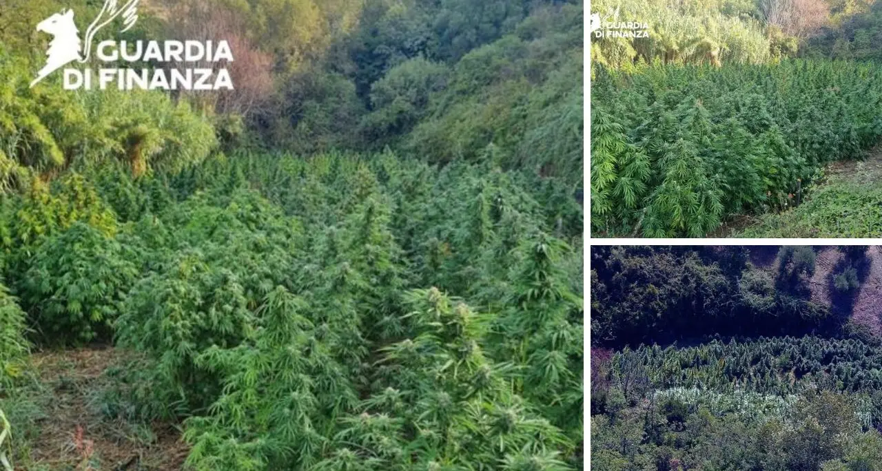 Piantagione di marijuana sequestrata dalla guardia di finanza nel Cosentino\n