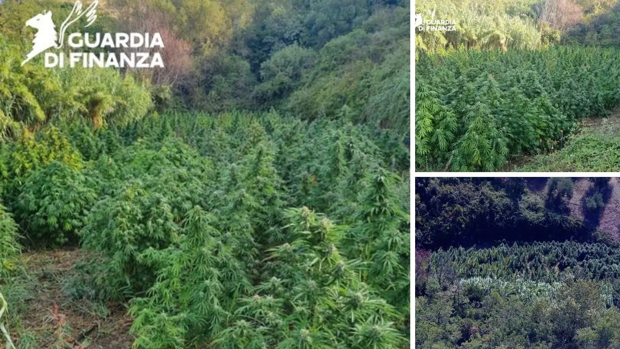 Piantagione di marijuana sequestrata dalla guardia di finanza nel Cosentino\n