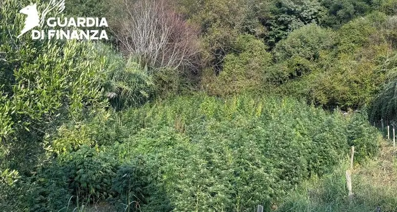 Tarsia, una soffiata fa scoprire un bosco di Marijuana