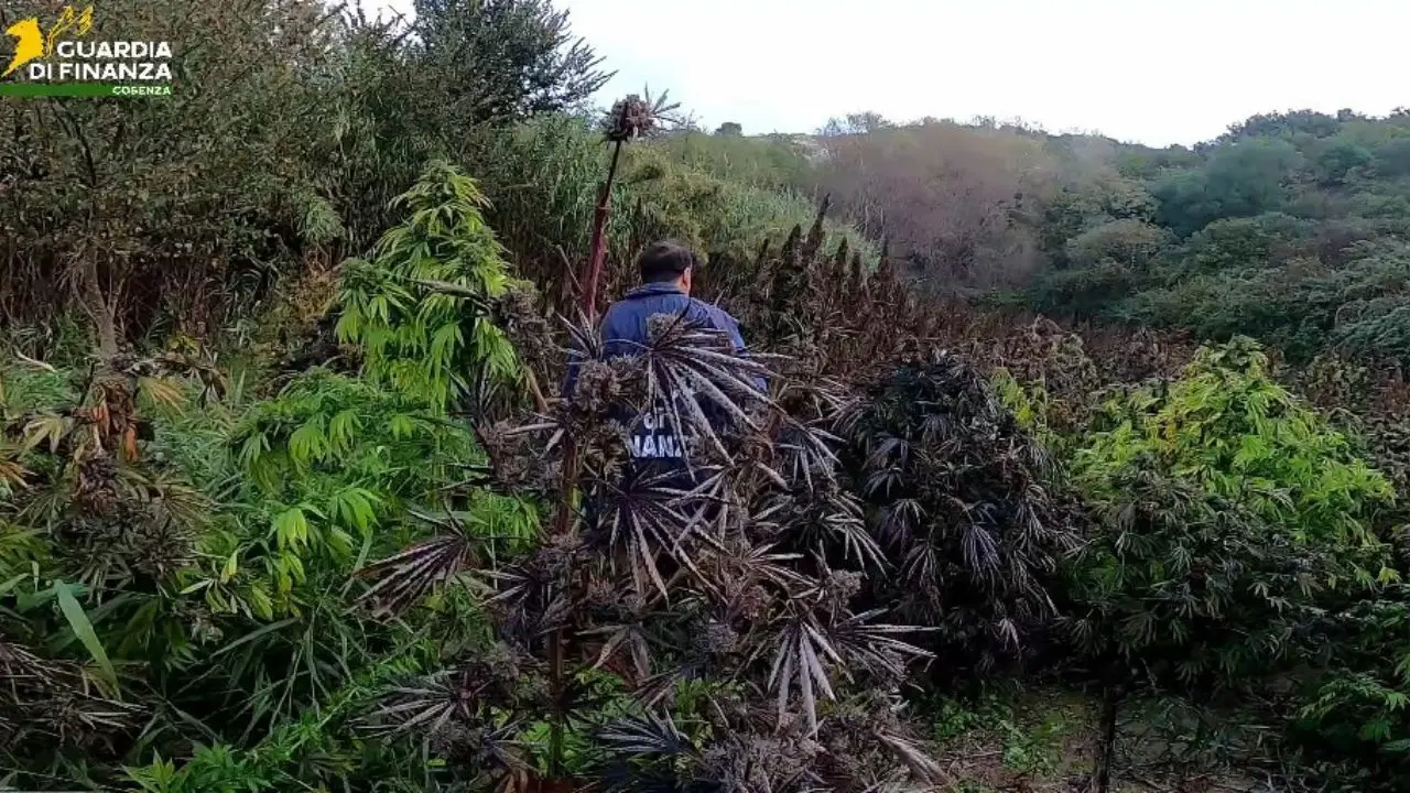 Scoperta una piantagione di marijuana nel Cosentino