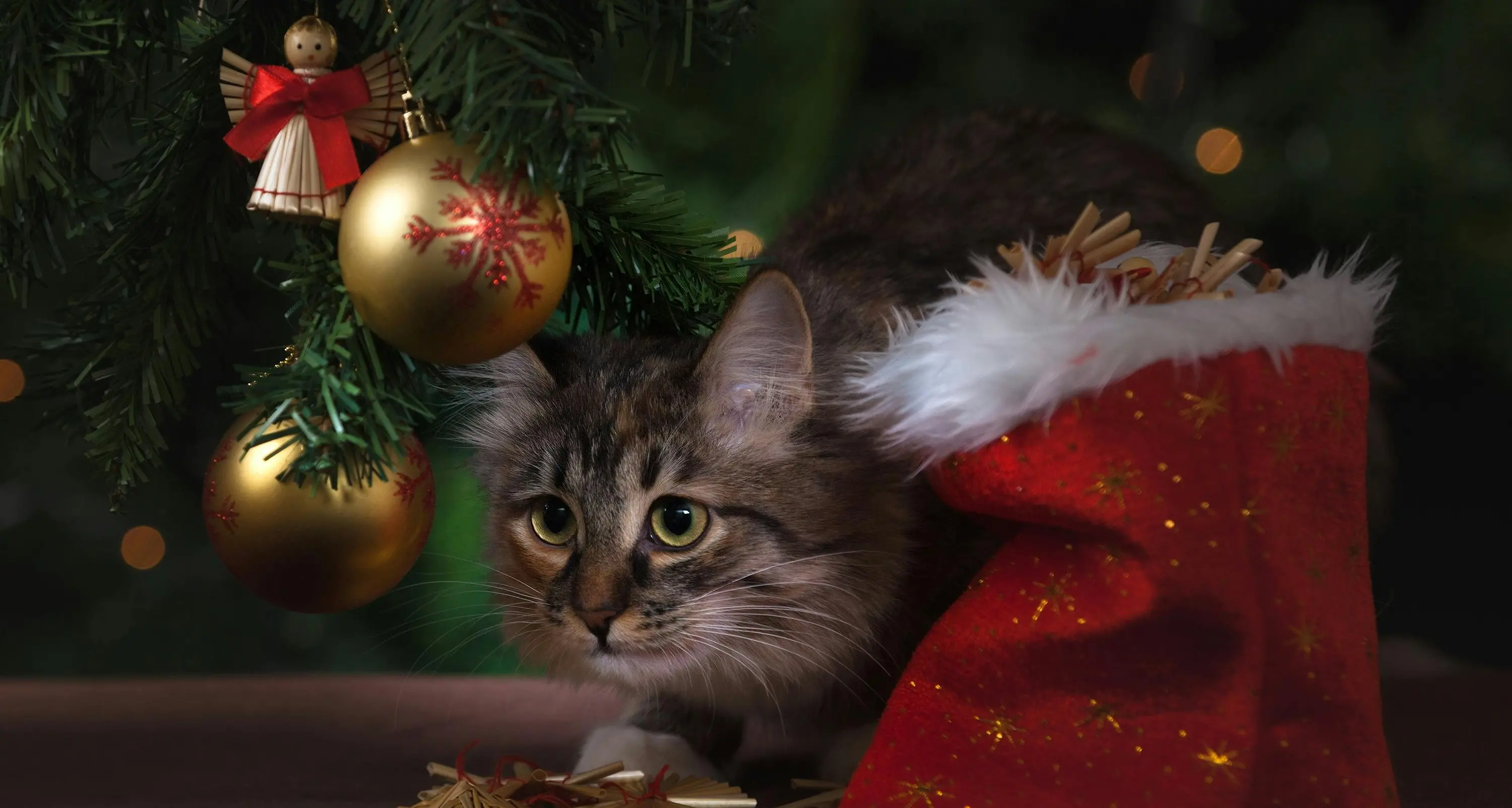 Animali domestici in 10 milioni di case italiane:\u00A0mantenerli costa fino a 75 euro al mese, la pet economy\u00A0vale 7 miliardi\n