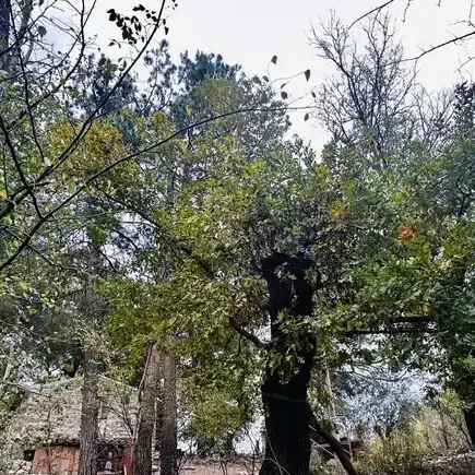 La famiglia del bosco non si riunirà a Natale: i bambini rimarranno nella casa famiglia di Vasto\n