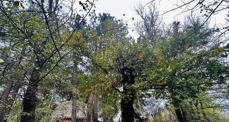 La famiglia del bosco non si riunirà a Natale: i bambini rimarranno nella casa famiglia di Vasto\n