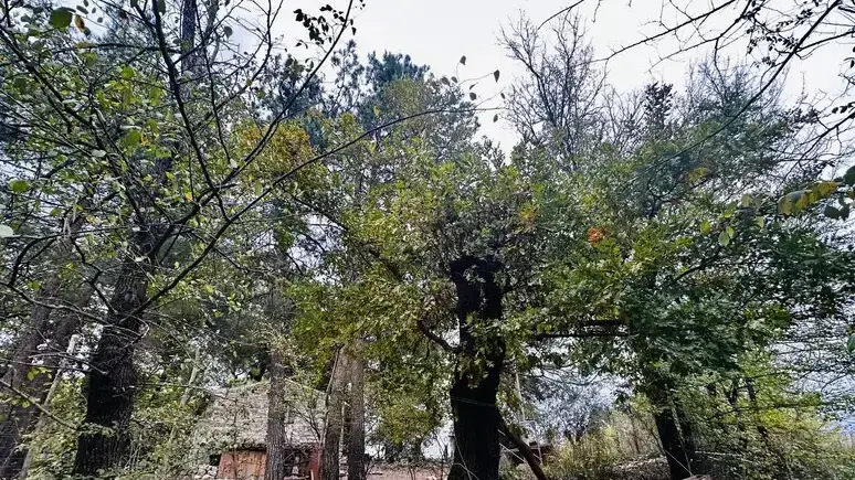 La famiglia del bosco non si riunirà a Natale: i bambini rimarranno nella casa famiglia di Vasto\n