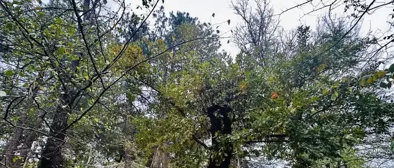 La famiglia del bosco non si riunirà a Natale: i bambini rimarranno nella casa famiglia di Vasto\n