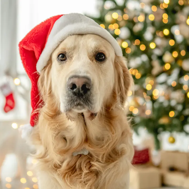 «Il miglior regalo per un cane non è un fiocco rosso, ma un legame indissolubile»: l’impegno dell’associazione SalvaZampe\n