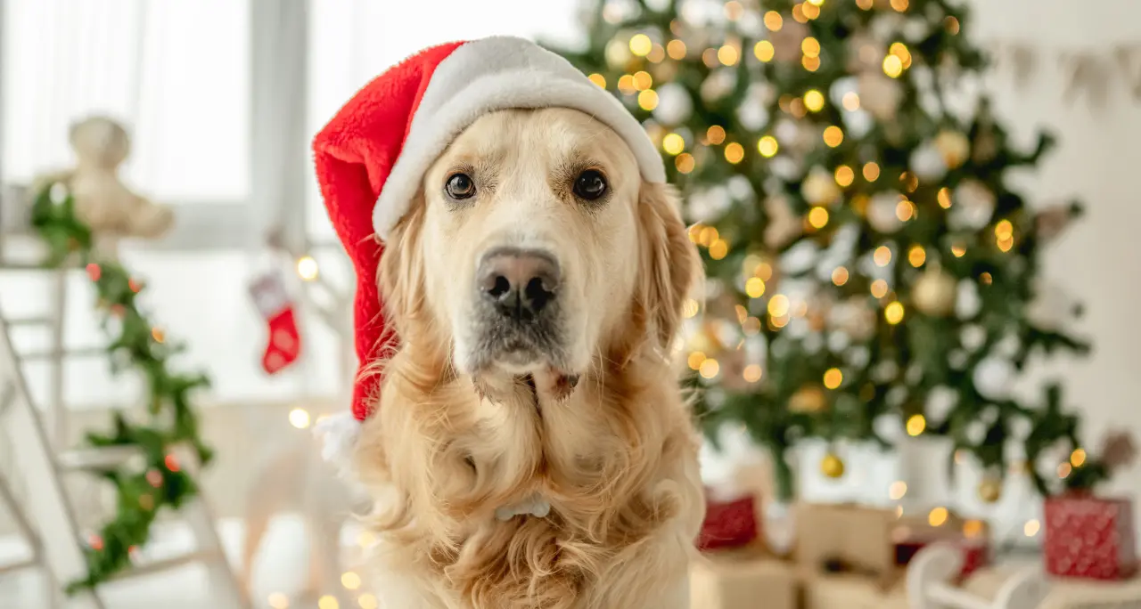 «Il miglior regalo per un cane non è un fiocco rosso, ma un legame indissolubile»: l’impegno dell’associazione SalvaZampe\n