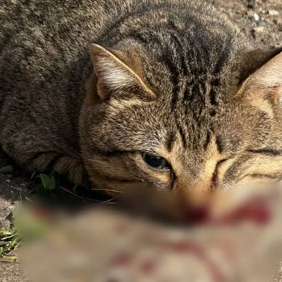 «Gatti randagi senza soccorso. Inaccettabile», la denuncia dei volontari vibonesi\n