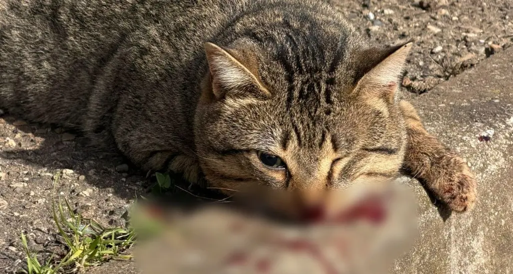 «Gatti randagi senza soccorso. Inaccettabile», la denuncia dei volontari vibonesi\n