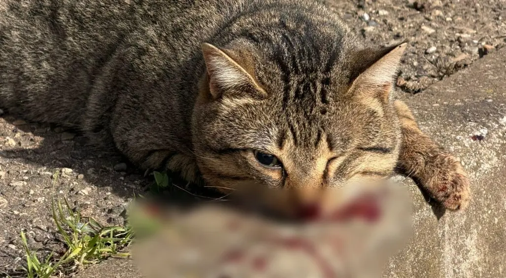 «Gatti randagi senza soccorso. Inaccettabile», la denuncia dei volontari vibonesi\n