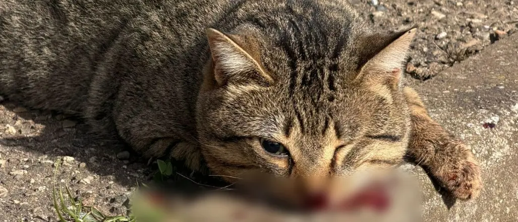 «Gatti randagi senza soccorso. Inaccettabile», la denuncia dei volontari vibonesi\n