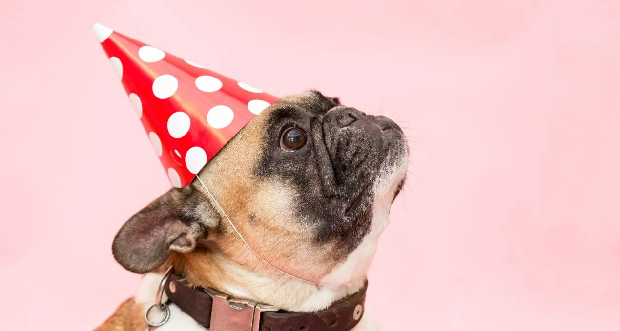 Botti di Capodanno, l’associazione Lndc chiede ai sindaci di vietarli: «È tempo di scegliere un modo diverso per festeggiare»\n