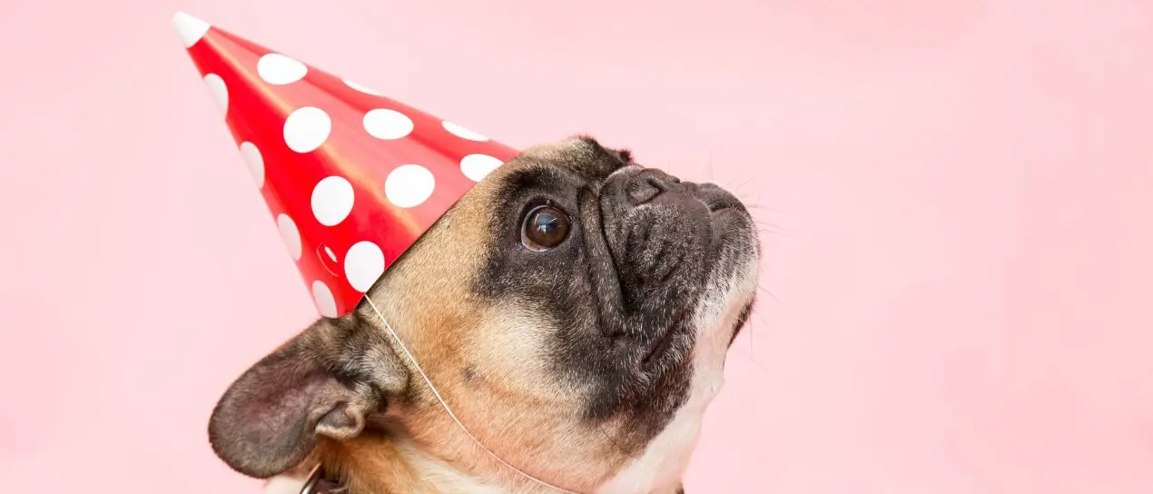 Botti di Capodanno, l’associazione Lndc chiede ai sindaci di vietarli: «È tempo di scegliere un modo diverso per festeggiare»\n