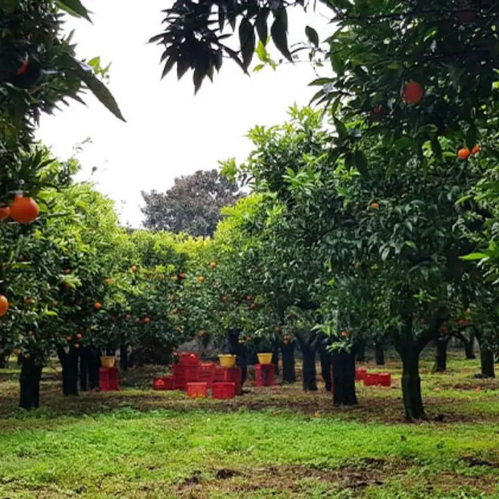 In Calabria lo Stato si fa presenza concreta contro la mafia, la coop Valle del Marro esempio di una terra che non si arrende\n