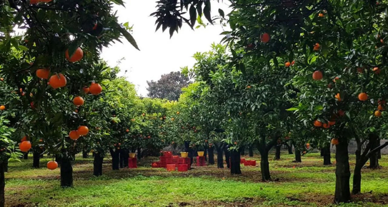 In Calabria lo Stato si fa presenza concreta contro la mafia, la coop Valle del Marro esempio di una terra che non si arrende\n