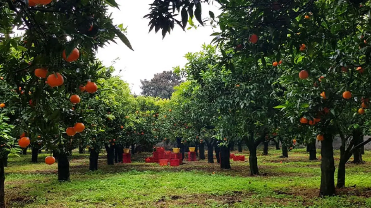 In Calabria lo Stato si fa presenza concreta contro la mafia, la coop Valle del Marro esempio di una terra che non si arrende\n